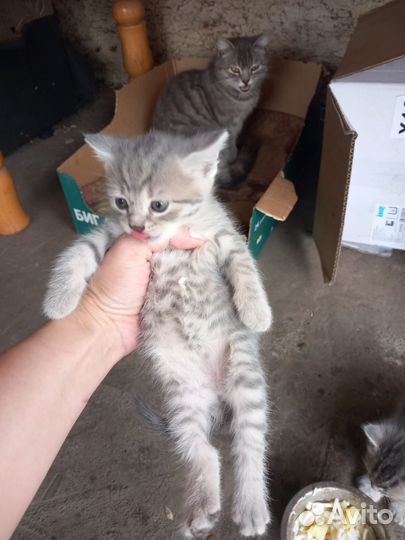 Котята в добрые руки