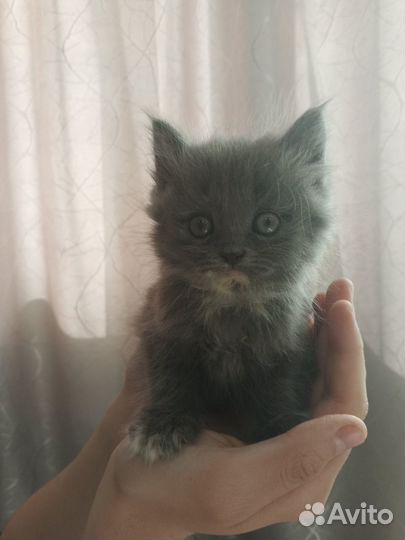 Котята девочки в добрые руки