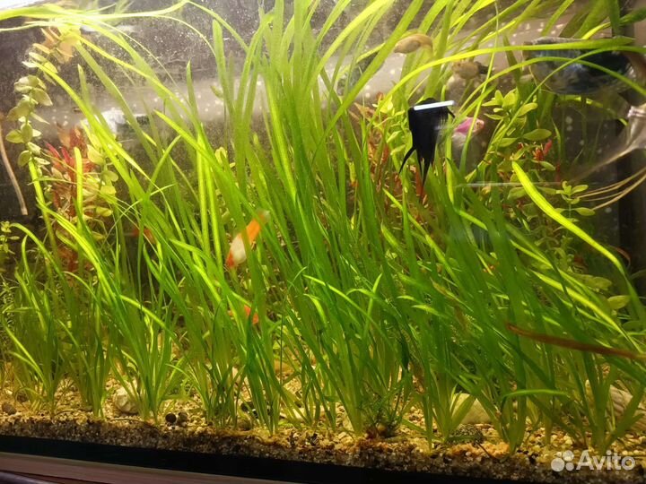 Аквариумное растение