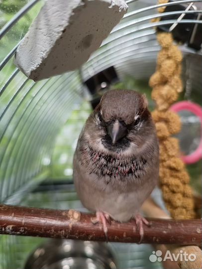 Ищет пару воробей