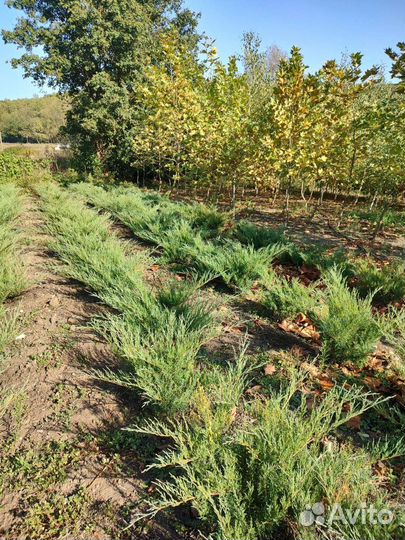 Береза саженцы