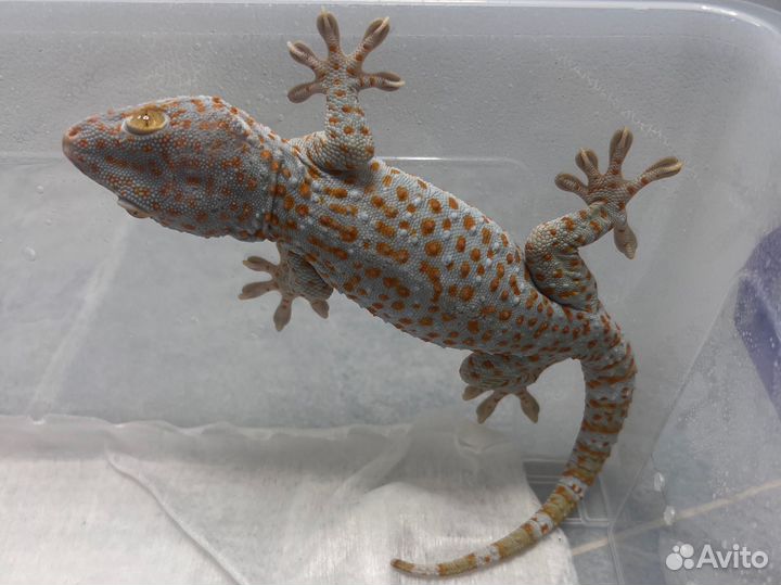 Геккон токи