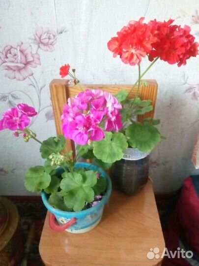 Герань,толстянка,сингнониум,индийский лук