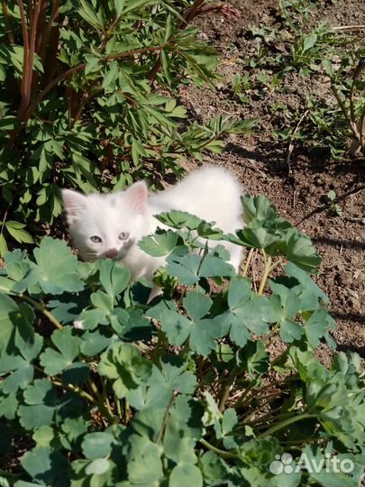 Кошечка в добрые руки