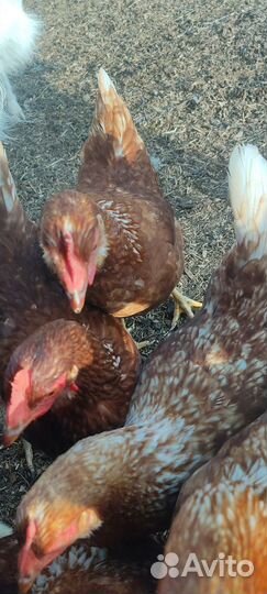 Куры молодки несушки
