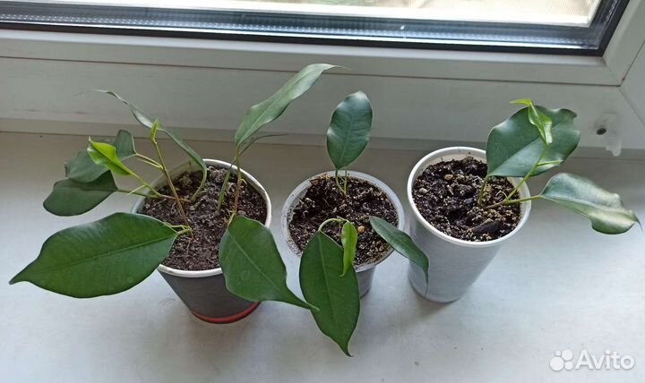 Фикус бенджамина