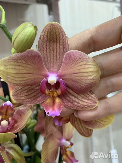 Орхидея фаленопсис разные