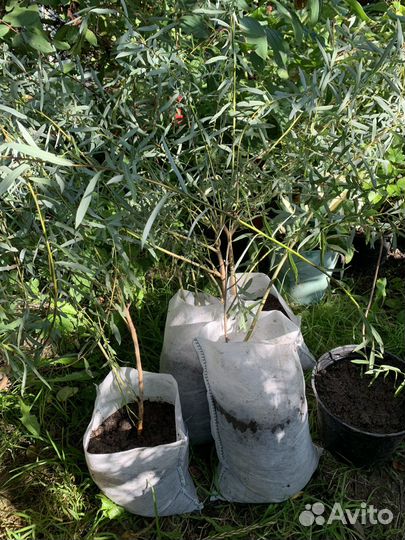 Ива шаровидная