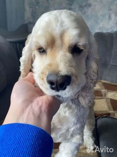 Кокер спаниель вязка