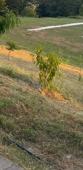 Участок 7,2 сот. (ИЖС)