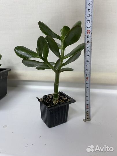 Крассула(Денежное дерево)