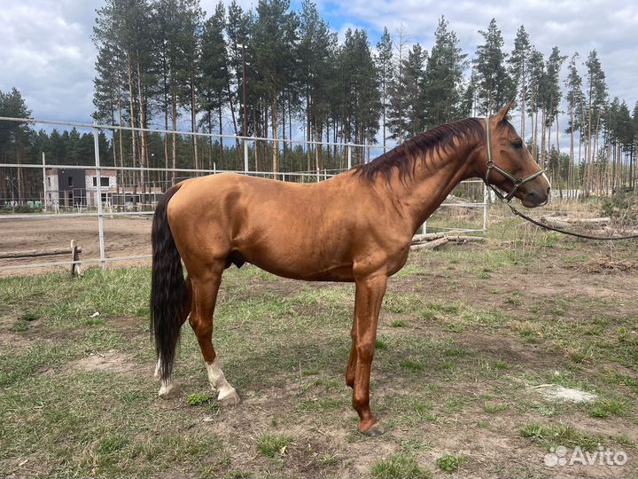 Продается жеребец