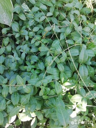 Продам многолетние растения