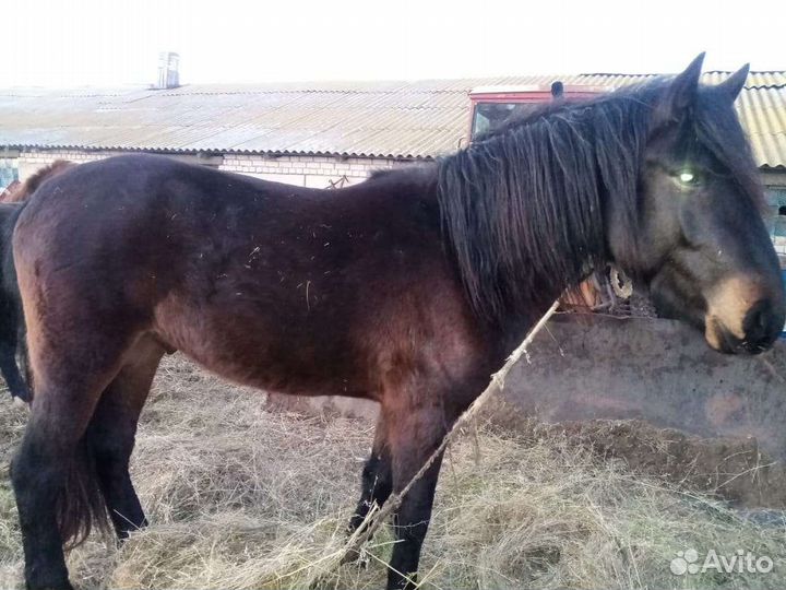 Продам жеребца, кобылу и жеребят