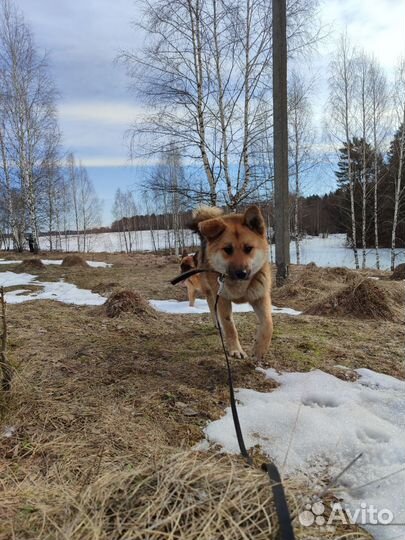 Метис Акита-ину