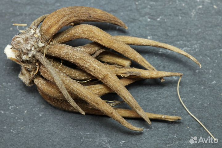 Ранункулюс красный (луковицы)