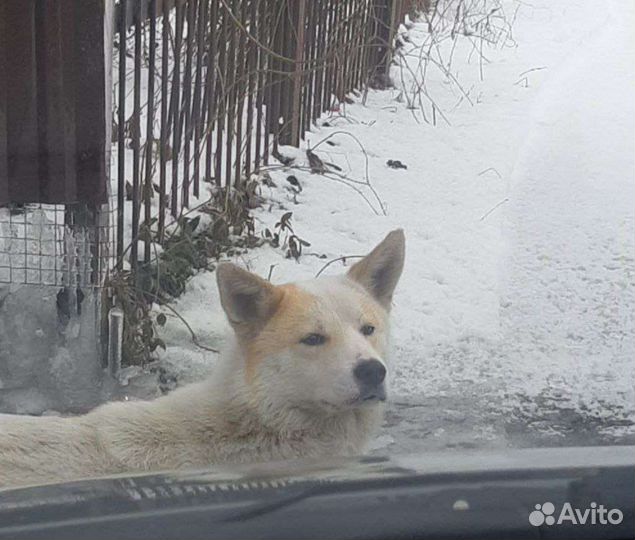 Собака в добрые руки