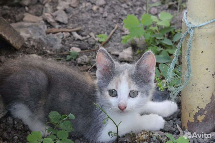 Котята в добрые руки бесплатно