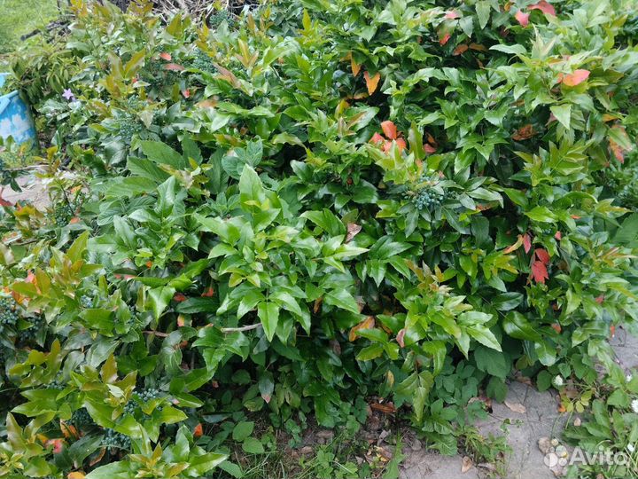 Магония падуболистная