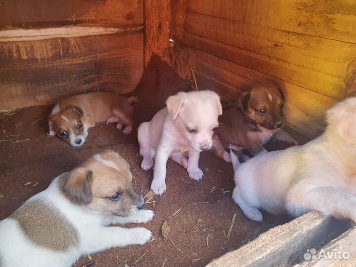 Щенята маленькой собачки