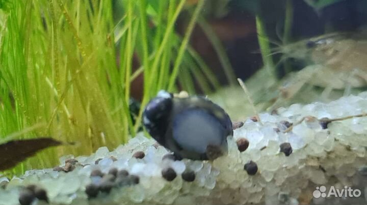 Улитки теодоксусы