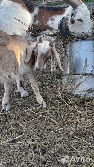 Козлики на племя