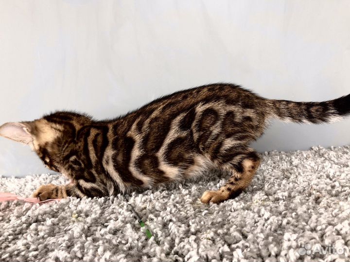 Бенгальский крупный мальчик