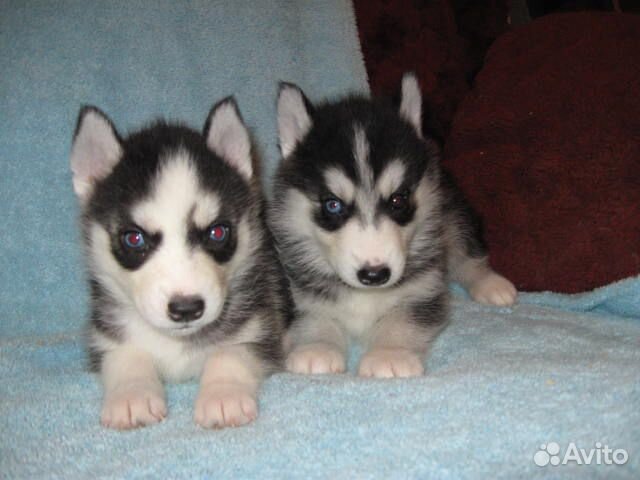 Ждут Вас овчарята, маламутики и хасята