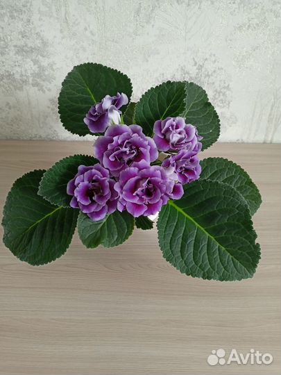 Глоксиния лист