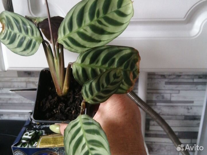 Ктенанта бурле mark