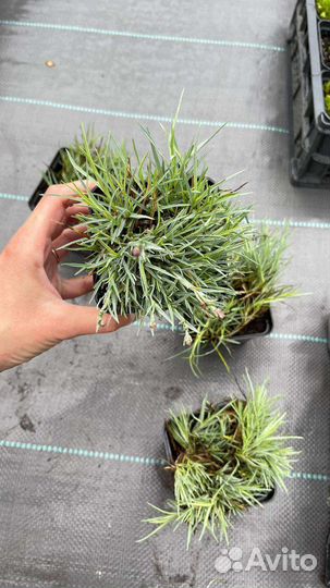 Гвоздика шабо