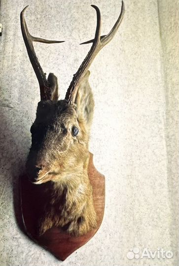 Токсодермическое чучело