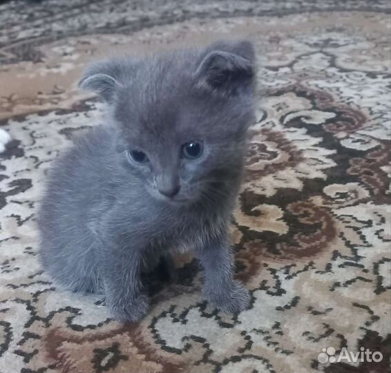 Котята в добрые руки девочки очень красивые