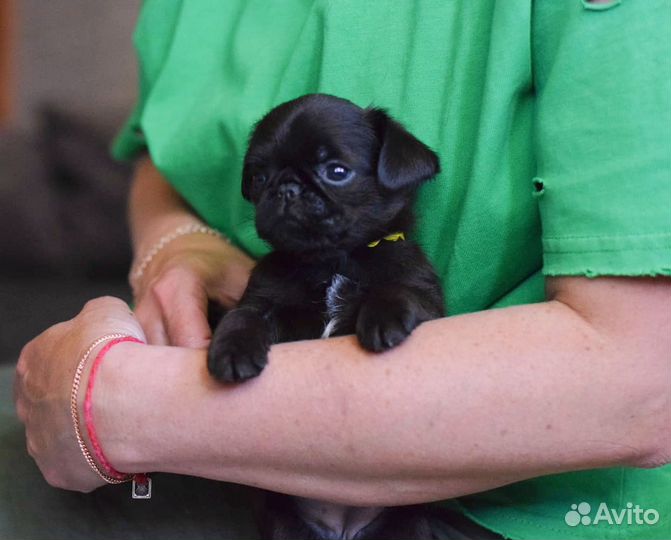 Пти брабансон девочка