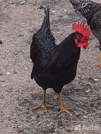 Молодые петухи