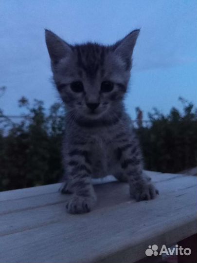 Котята в дар