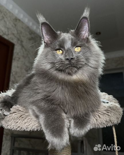 Лев