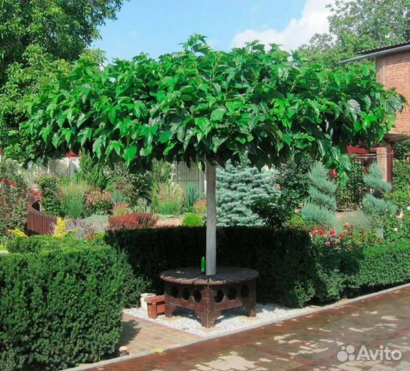 Саженцы Шелковицы на штамбе (зкс)