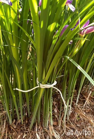 Ирис Спуриа орхидеевидный