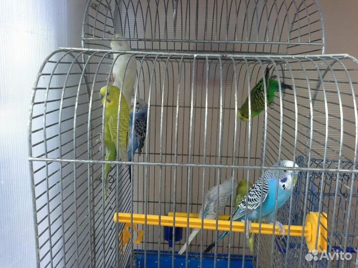 Волнистые попугаи, неразлучники, кореллы