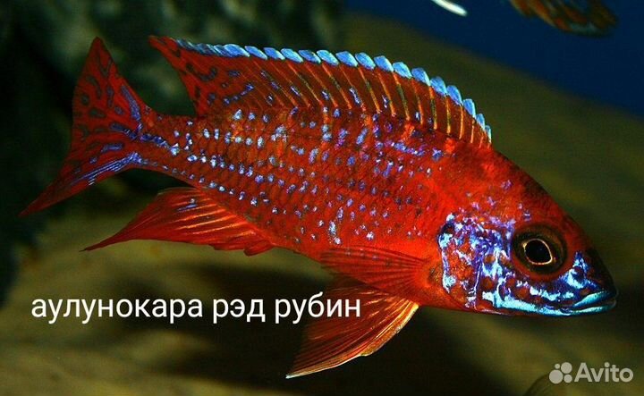 Малавийские цихлиды
