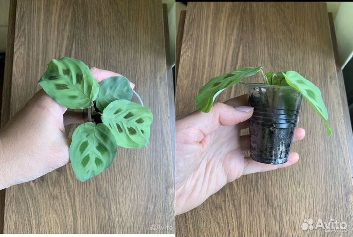 Маранта, хлорофитум, Голден, Пиктус, Марбл Квин