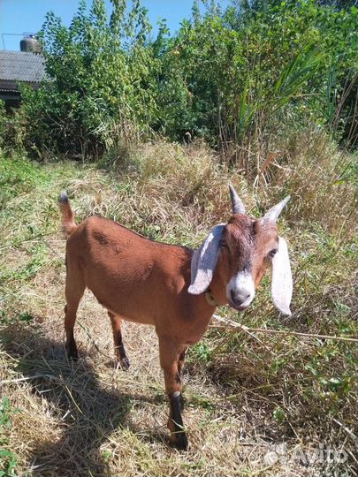 Нубийские козы