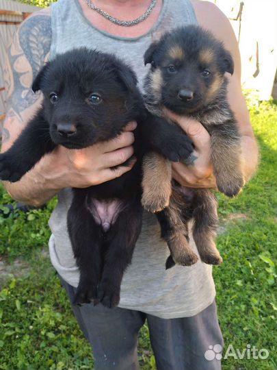 Немецкая овчарка