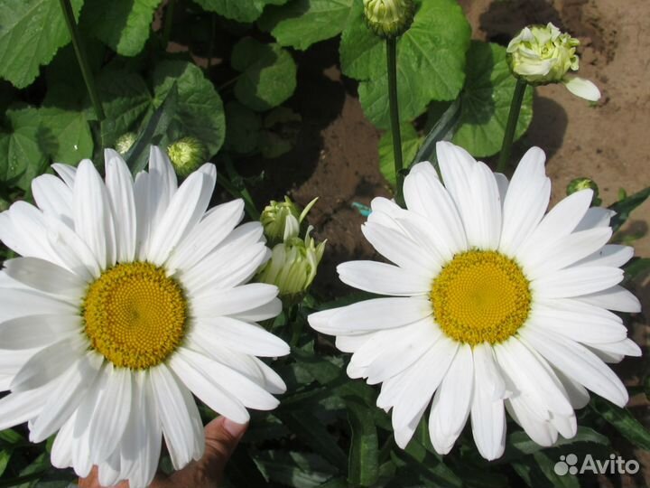 Многолетние цветы до и после цветения