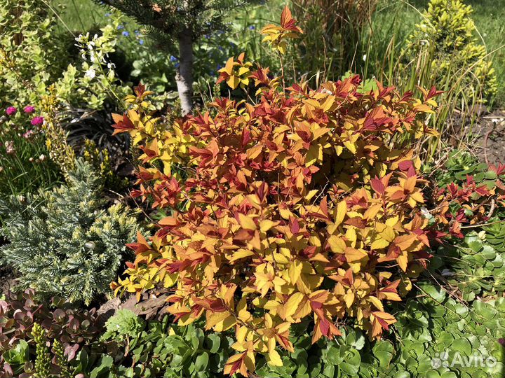 Спиреи разных сортов