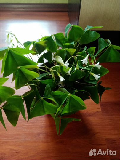 Кислица зелёная