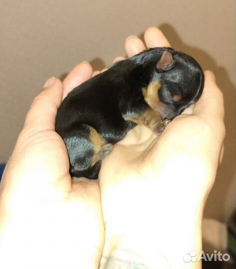 Йоркширский терьер