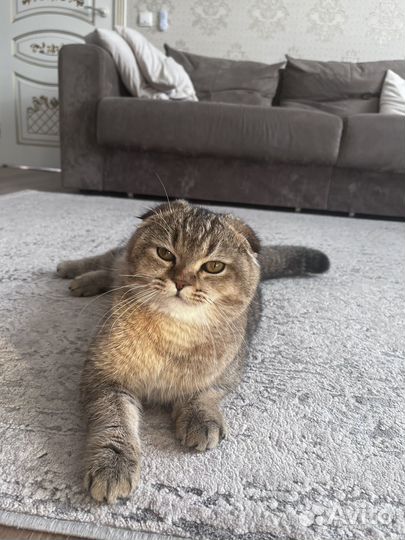 Вязка кошек