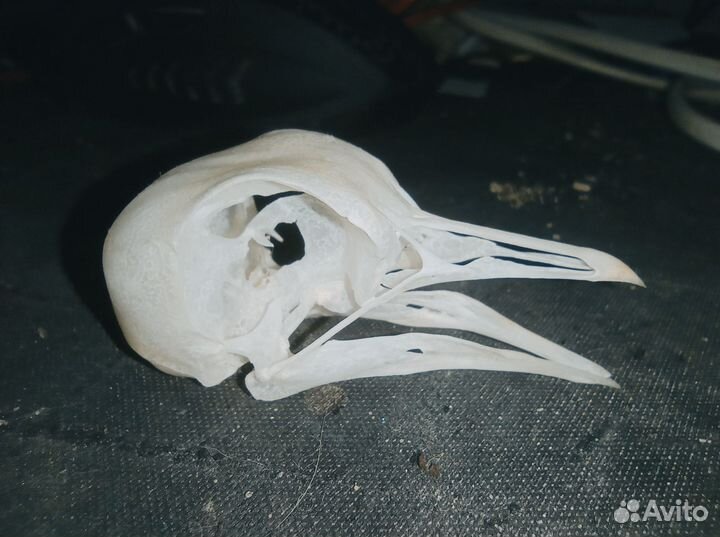 Череп птицы